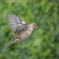 13mark[a[collins@btinternet[com~PDI~Print 1~1