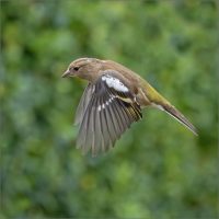 15mark[a[collins@btinternet[com~PDI~Print 3~108