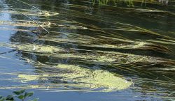 27jeanvenning@talktalk[net~PDI~Bottom Left~1