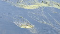 28jeanvenning@talktalk[net~PDI~Bottom Right~1