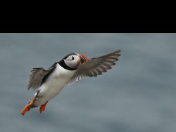 30gnp@suttonn[plus[com~PDI~Top Right~1