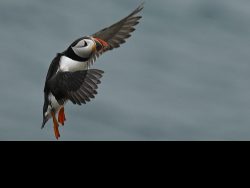 31gnp@suttonn[plus[com~PDI~Bottom Left~1