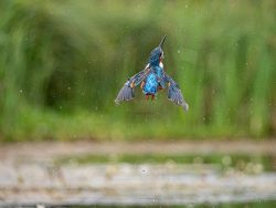 48anthea[saunders@gmail[com~PDI~Bottom Right~1