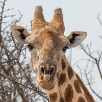 54dvlcom[mail@gmail[com~PDI~Top Right~1