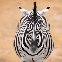 55dvlcom[mail@gmail[com~PDI~Bottom Left~1