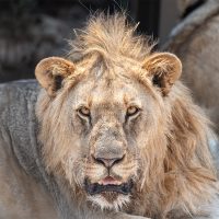 56dvlcom[mail@gmail[com~PDI~Bottom Right~1