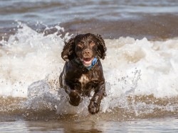 Bobby at the Seaside
