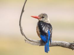 Grey Headed Kingfisher