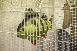 Birdcage with Perch by Judi Lipinski