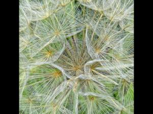 1 Dandelion Clock