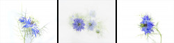3-Jean-Wareing-Love-in-a-Mist