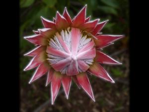 4  King Protea