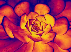 5  Psychedelic Sempavivum