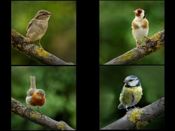 A-Lockdown - Birds Through My Window