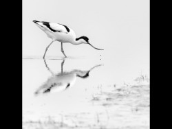 Avocet