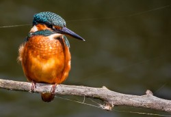B-Kingfisher and Cobwebs