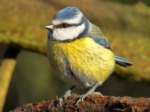 Blue Tit