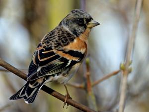 Brambling
