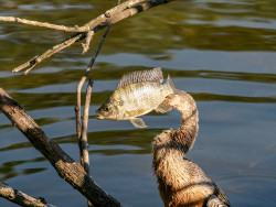 Brian Hunt - Prototype Flying Fish