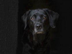 5 Bright Eyes~Mark Glenister - 14