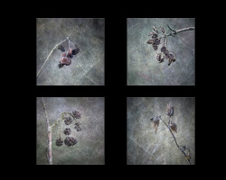 C-Ian-Gostelow-Winter-is-Coming