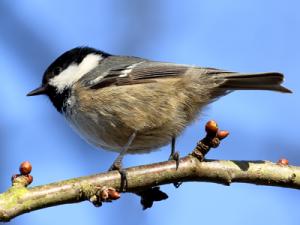 Coal Tit