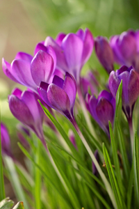 Crocus