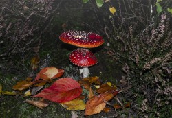 D-Fly Agaric (Amanita Muscaria)