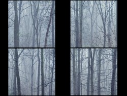 D-Woodland Meditation