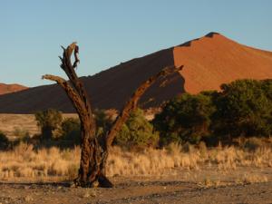 Early Morning in Namib Desert