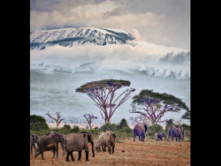 Elephants-and-KIlimanjaro