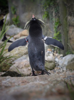 Emma Porter - I Believe I Can Fly