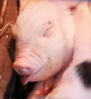 Emma Porter - Sleepy Raspberries!