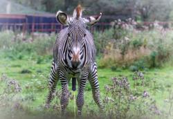 Emma Porter - Watering the Plants