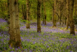 F-Hitchwood Bluebells