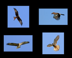 F-Mark-Collins-In-Flight