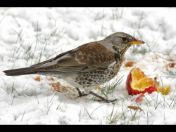 Fieldfare