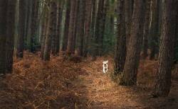 G-Rowney Warren Wood a Walk in the Woods