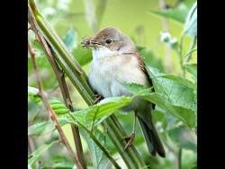 H-RSPB the Lodge Sandy - Whitethroat
