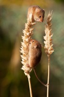 4 Harvest Mice~Ian Gostelow - 16