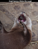 Hugh-SpenceMakes-Me-Laugh