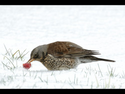 IF5A4771v3-Fieldfare