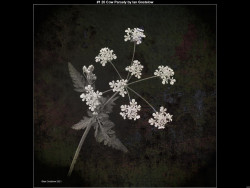 IMG002 (1) (1) (1) (1) (1) (1) (1) (1) (1) (1) (1) (1) (1) (1) (1) (1) (1) (1) (1) (1)