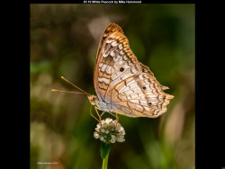 IMG002 (1) (1) (1) (1) (1) (1) (1) (1) (1) (1) (1) (1) (1) (1) (1) (1) (1) (1) (1) (1) (1) (1) (1) (1) (1) (1) (1) (1) (1) (1) (1) (1) (1) (1) (1) (1) (1) (1) (1) (1) (1) (1) (1) (1) (1) (1) (1) (1) (1) (1) (1) (1) (1) (1) (1) (1) (1) (1)