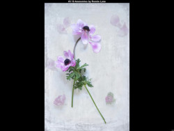 IMG003 (1) (1) (1) (1) (1) (1) (1) (1) (1) (1) (1) (1) (1) (1) (1) (1) (1) (1) (1) (1) (1) (1) (1) (1) (1) (1) (1) (1) (1) (1) (1) (1) (1) (1) (1) (1) (1) (1)