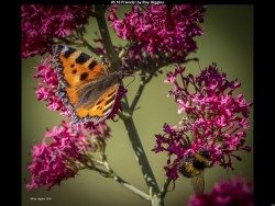 IMG004 (1) (1) (1) (1) (1) (1) (1) (1) (1) (1) (1) (1) (1)