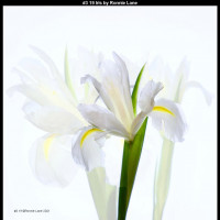 IMG005 (1) (1) (1) (1) (1) (1) (1) (1) (1) (1) (1) (1) (1) (1) (1) (1) (1) (1)