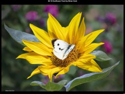 IMG007 (1) (1) (1) (1) (1) (1) (1) (1) (1)