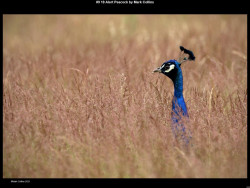 IMG008 (1) (1) (1) (1) (1) (1) (1) (1) (1) (1) (1) (1) (1) (1) (1) (1) (1) (1) (1) (1) (1) (1) (1)