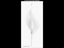 IMG009 (1) (1) (1) (1) (1) (1) (1) (1) (1) (1) (1) (1)